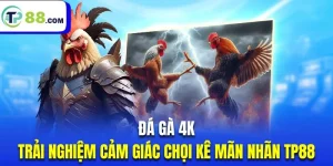 đá gà 4k - ảnh đại diện