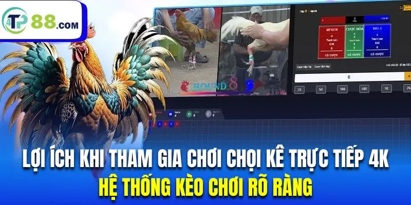 Các trận đấu chọi kê 4K có hệ thống kèo rất rõ ràng