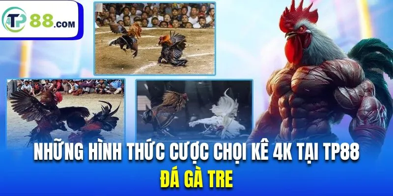 Chọi kê tre có sức hút đặc biệt với những trận đấu kịch tính
