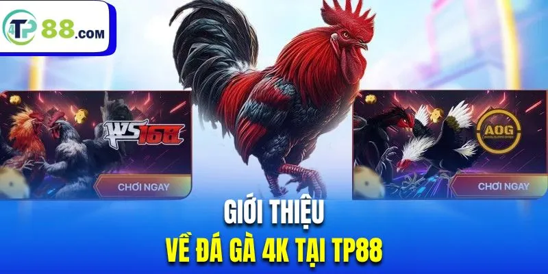Giới thiệu hình thức thú vị đá gà 4K